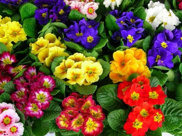 Primula mix de culoare (3 buc)