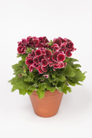 Muşcată Aristo Red Beauty