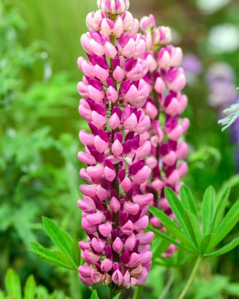 Lupin roz