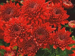 Crizantemă Feuerzauber