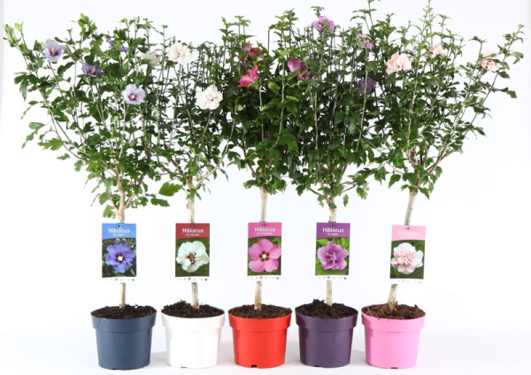 Hibiscus cu tulpină înaltă diverse culori