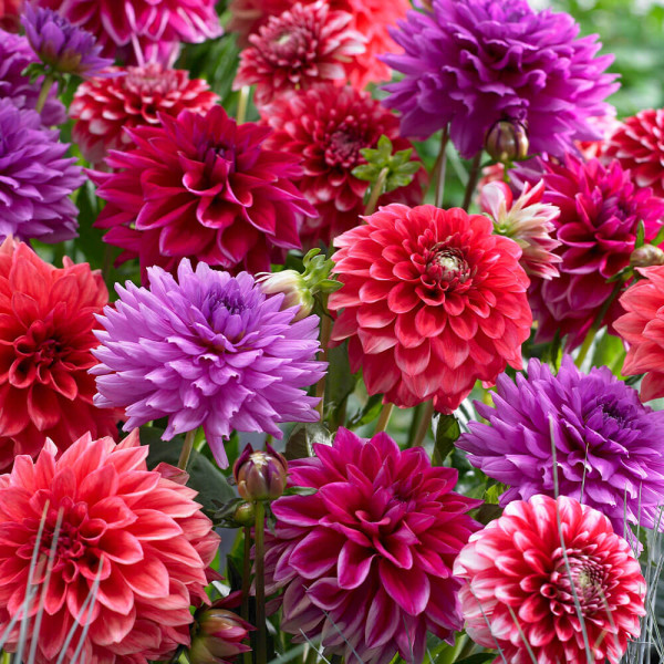 Dalii Dark Secret (3 buc)