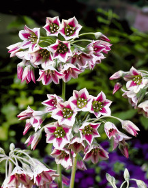 Ceapă decorativă (4 buc)