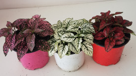 Planta cu pistrui
