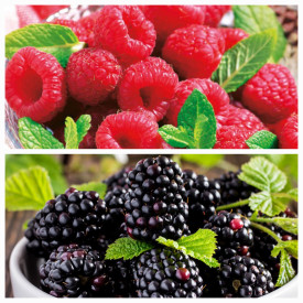 2 buc Zmeur Rubina Royal și 2 buc Mur Black Bromba