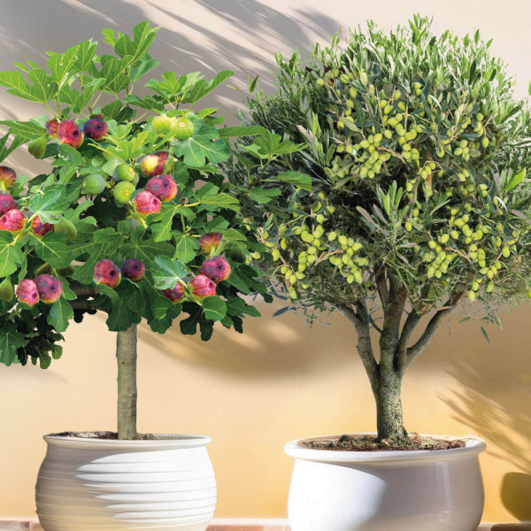 Ofertă Măslin Orvieto + Smochin Viola cu tulpină înaltă