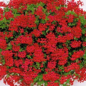 Mușcate curgătoare roșii, Focul din Tirol (3 buc)