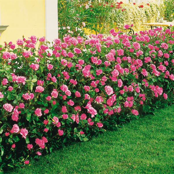 Trandafir Queen Elisabeth