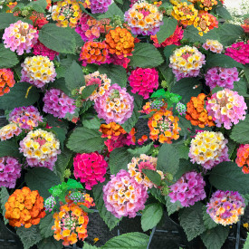 Lantana Multicolor (3 buc)