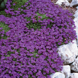 Aubrieta mov (3 buc)