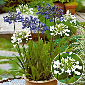 Floarea dragostei africană albă (2 buc)