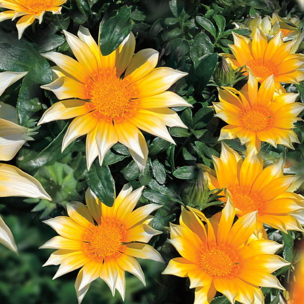 Gazania (3 buc)