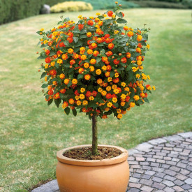 Lantana cu tulpină înaltă