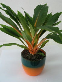 Clorofitum Green Orange