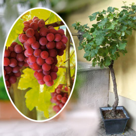 Viţă de vie de masă Regent