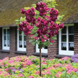 Magnolie Genie cu tulpină înaltă