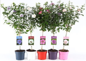 Hibiscus cu tulpină înaltă diverse culori