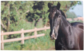 Preş cu imprimeu cai