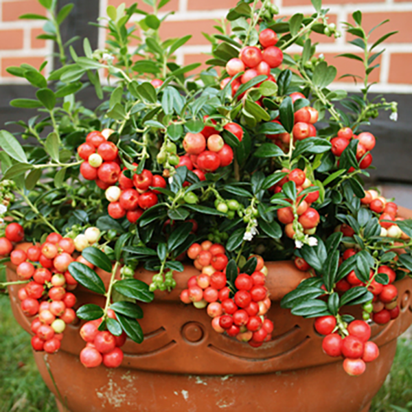 Merişor productiv (3 buc)