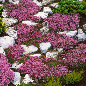 Cimbrișor târâtor (3 buc) 