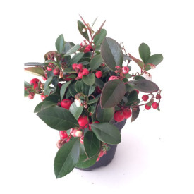 Gaultheria