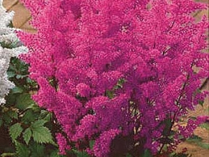 Astilbe roz închis
