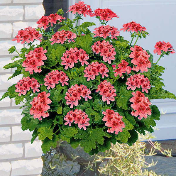 Muşcată parfumată Orangino (3 buc)