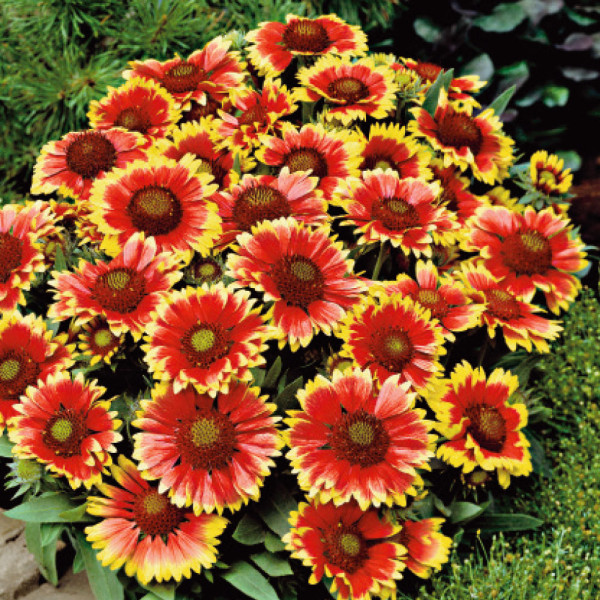 Fluturei Kobold (3 buc)