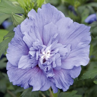 Hibiscus Blue Chiffon