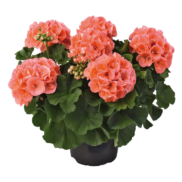 Mușcată Champion Salmon (3 buc)