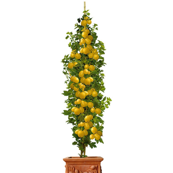 Agriş columnar Invicta