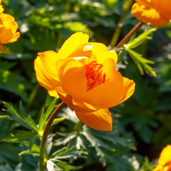 Bulbuci Goldkönigin