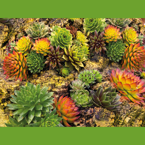 Mix de Sempervivum (3 buc)