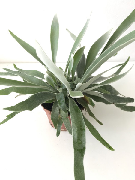 Feriga Coarne de cerb