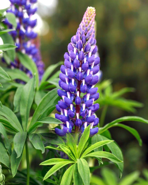 Lupin peren albastru