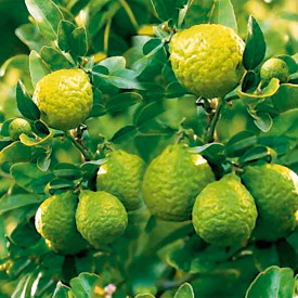 Kaffir Lime 