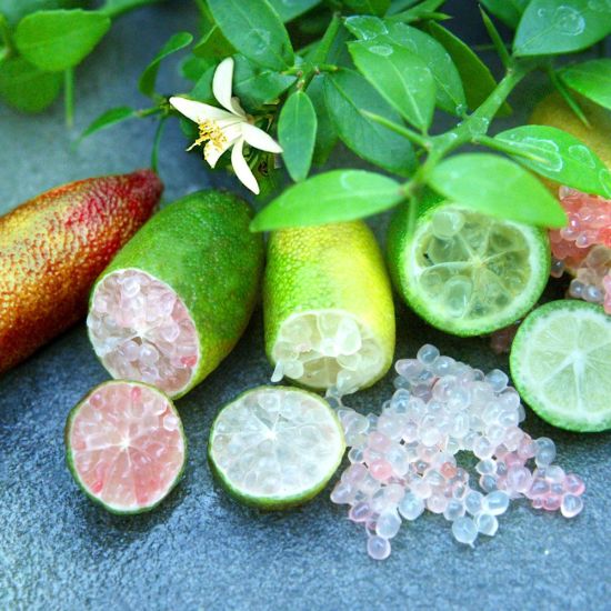 Lime Country LC Streamer 0.6 ② Lime Kaviar | Plante exotice | Plante fructifere și plante de