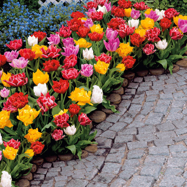 Lalele cu flori involte (15 buc)