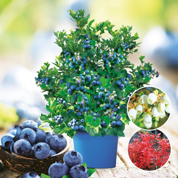 Afin Joly Berry BigBlue