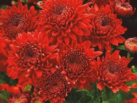 Crizantemă Feuerzauber