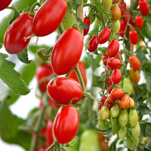 Tomate Marzino F1