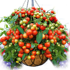Tomate atârnătoare Balkonia (2 buc)
