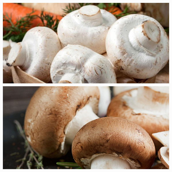 Ciuperci Champignon albe și brune