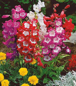 Penstemon, în ghiveci mare