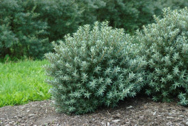 Cătină polenizator Hikul