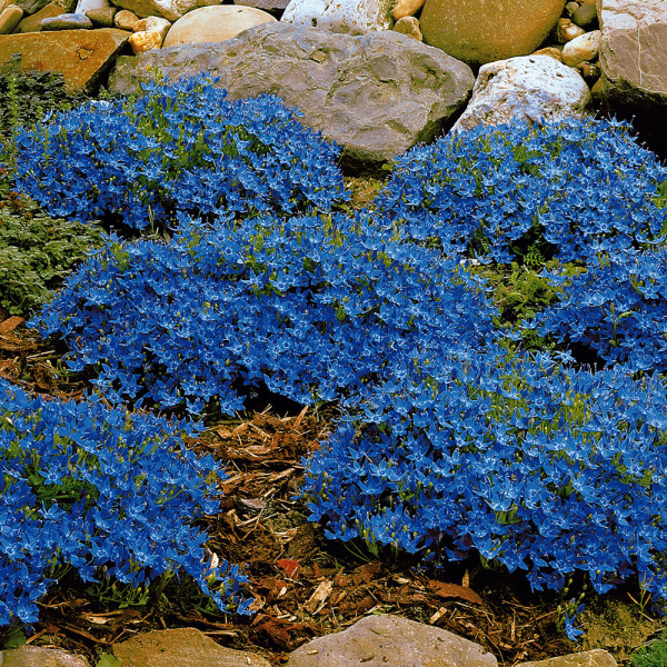 Clopoţei veşnic verzi (3 buc)