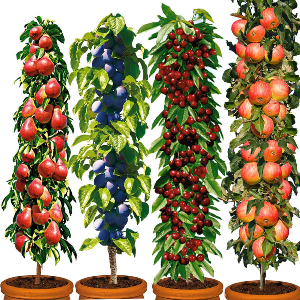 Decora, Fruca, Victoria, Starcats