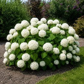 Hortensie Annabelle 