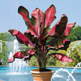 Bananier ornamental cu frunze roşii