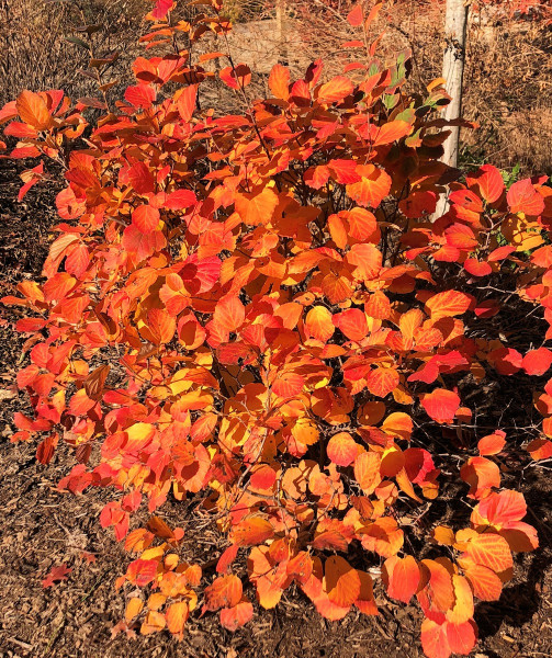 Fothergilla mare